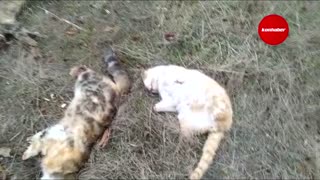 Konya’da vahşet: Kedilerin ayaklarını kesip öldürdüler!