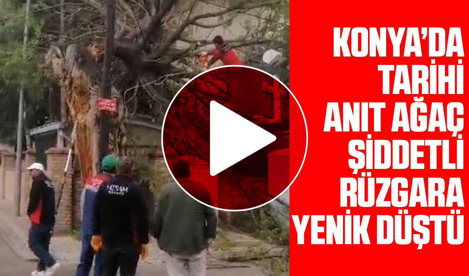 Konya’daki tarihi anıt ağaç şiddetli rüzgara yenik düştü!