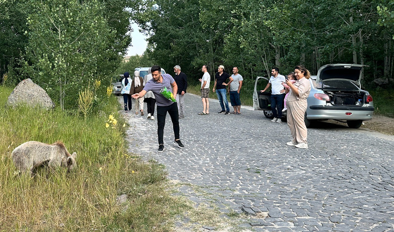 Ayılara cips verip, selfie çektiler