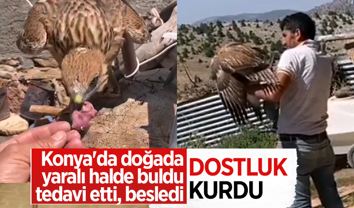 Konya’da doğada yaralı halde buldu, tedavi etti, besledi ve dostluk kurdu
