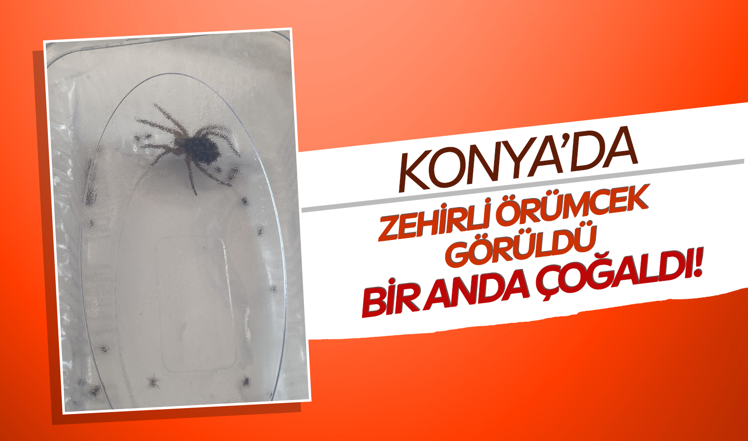 Konya’da zehirli örümcek görüldü: Bir anda çoğaldı!