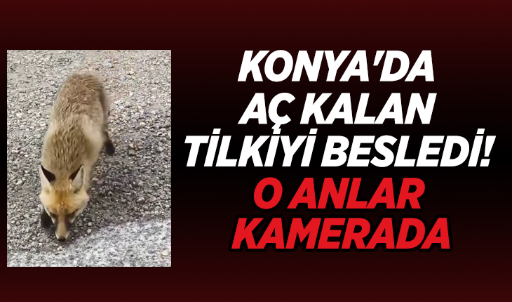 Konya’da aç kalan tilkiyi besledi! O anlar kamerada 