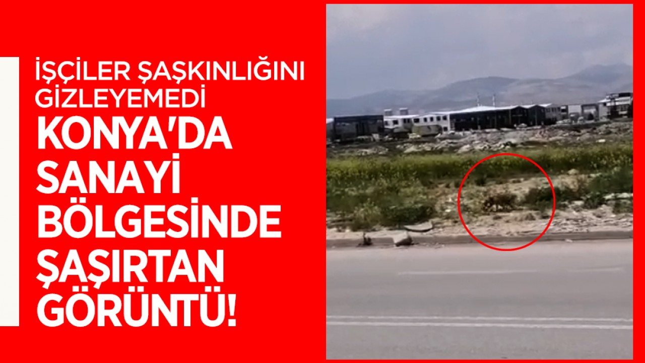 Konya’da sanayi bölgesinde şaşırtan görüntü! İşçiler şaşkınlığını gizleyemedi