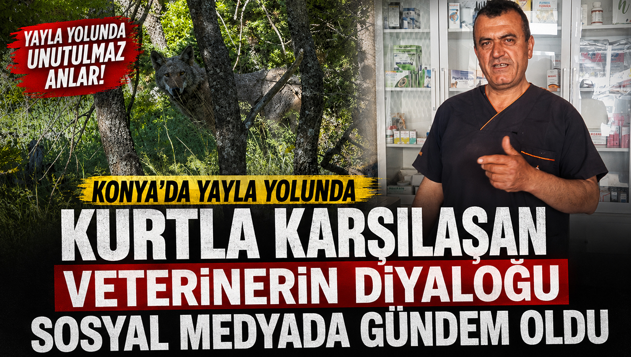 Konya’da yayla yolunda kurtla karşılaşan veterinerin diyaloğu sosyal medyada gündem oldu