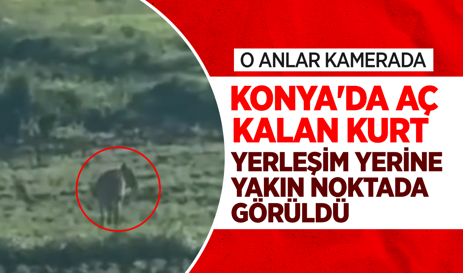 Konya’da aç kalan kurt yerleşim yerine yakın noktada görüldü