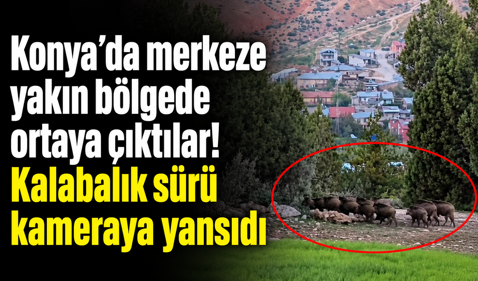 Konya’da merkeze yakın bölgede ortaya çıktılar! Kalabalık sürü kameraya yansıdı