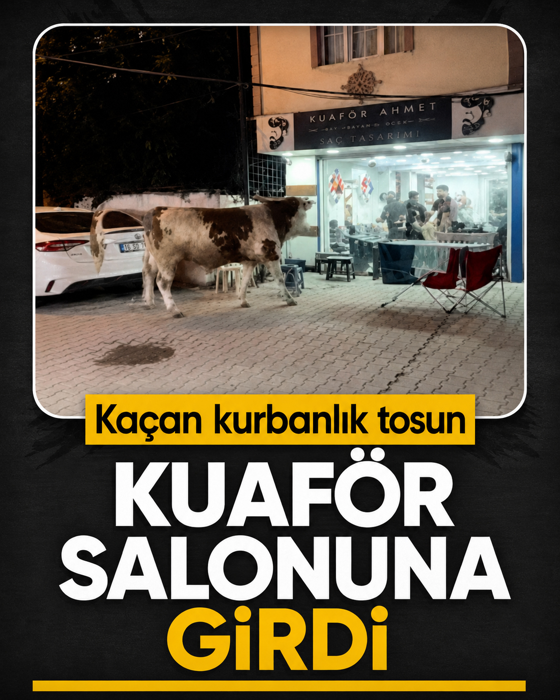 Kaçan kurbanlık tosun kuaför salonuna girdi