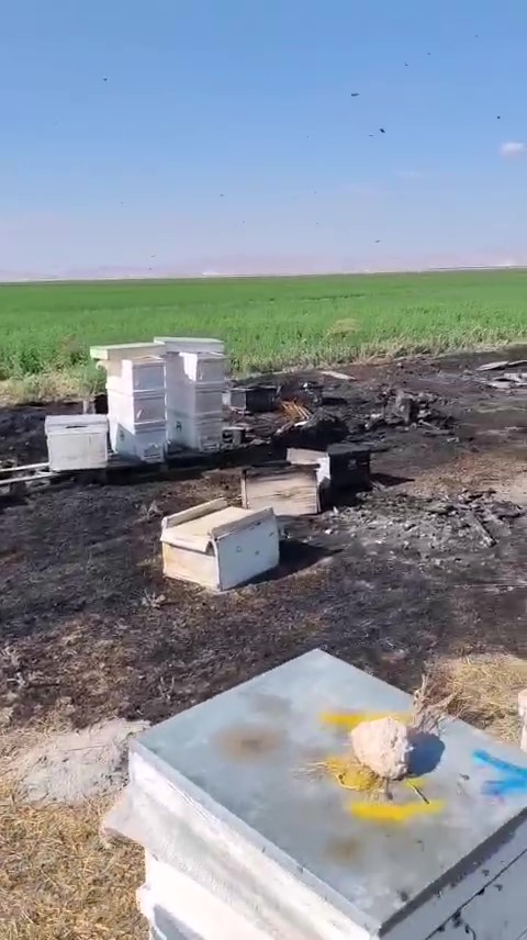 Konya’da acı olay! 80 kovan dolusu arı yandı