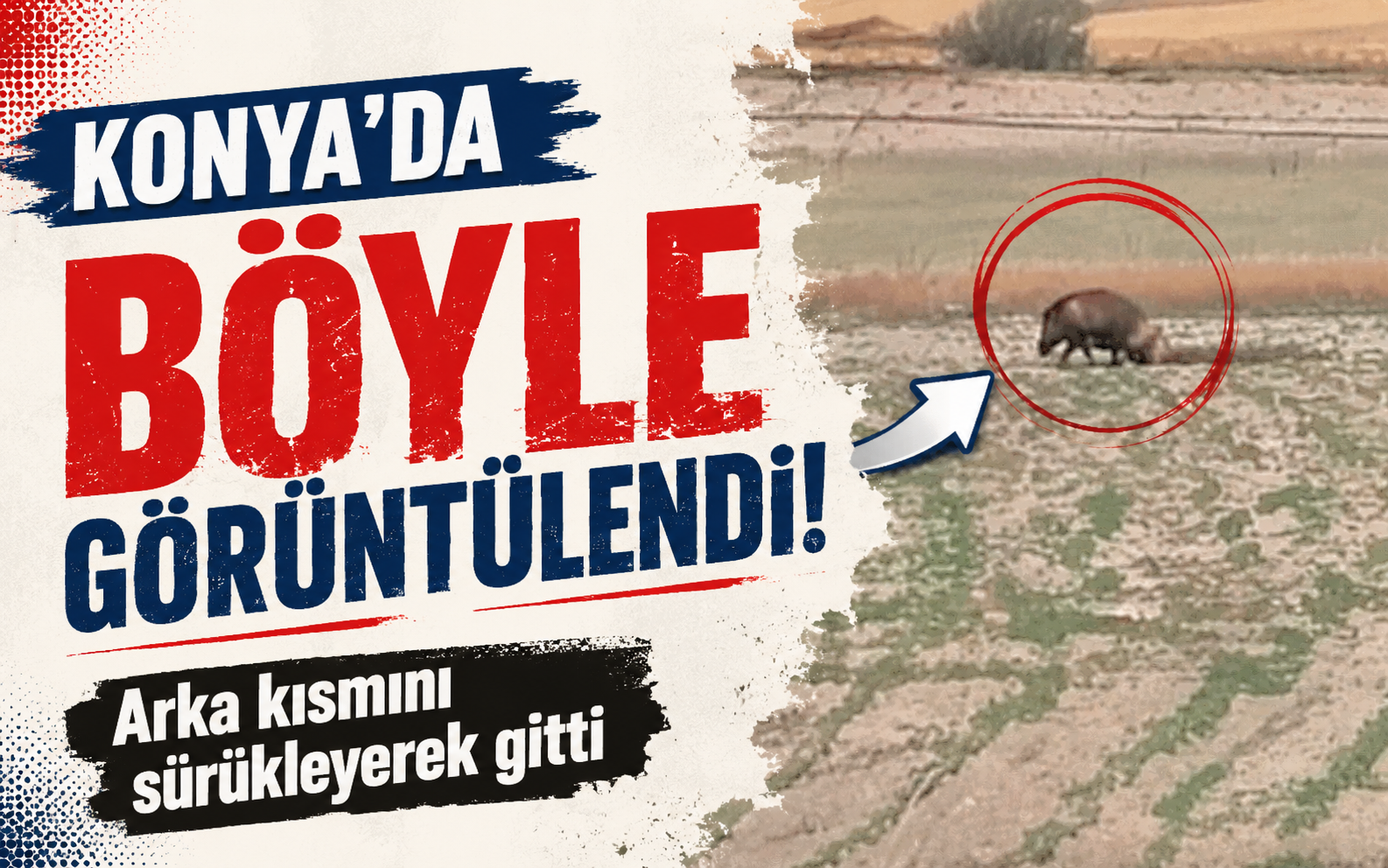 Konya’da böyle görüntülendi! Arka kısmını sürükleyerek gitti