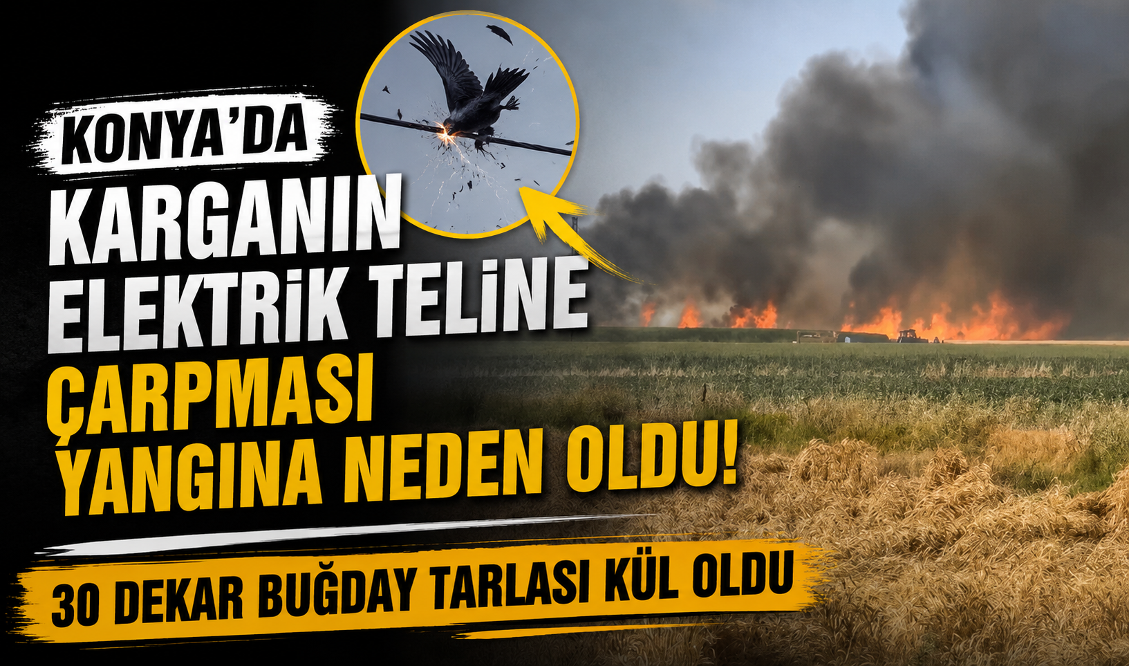 Konya’da karganın elektrik teline çarpması yangına neden oldu! 30 dekar buğday tarlası kül oldu