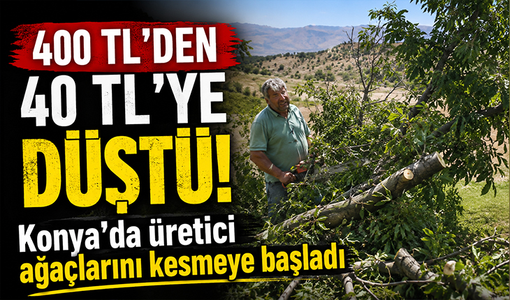 400 TL’den 40 TL’ye düştü! Konya’da üretici ağaçlarını kesmeye başladı