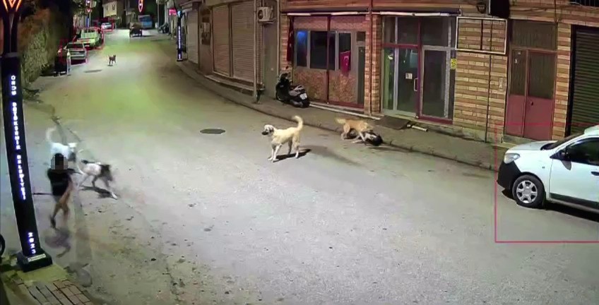 Küçük çocuk sokak köpeklerinin saldırısına uğradı