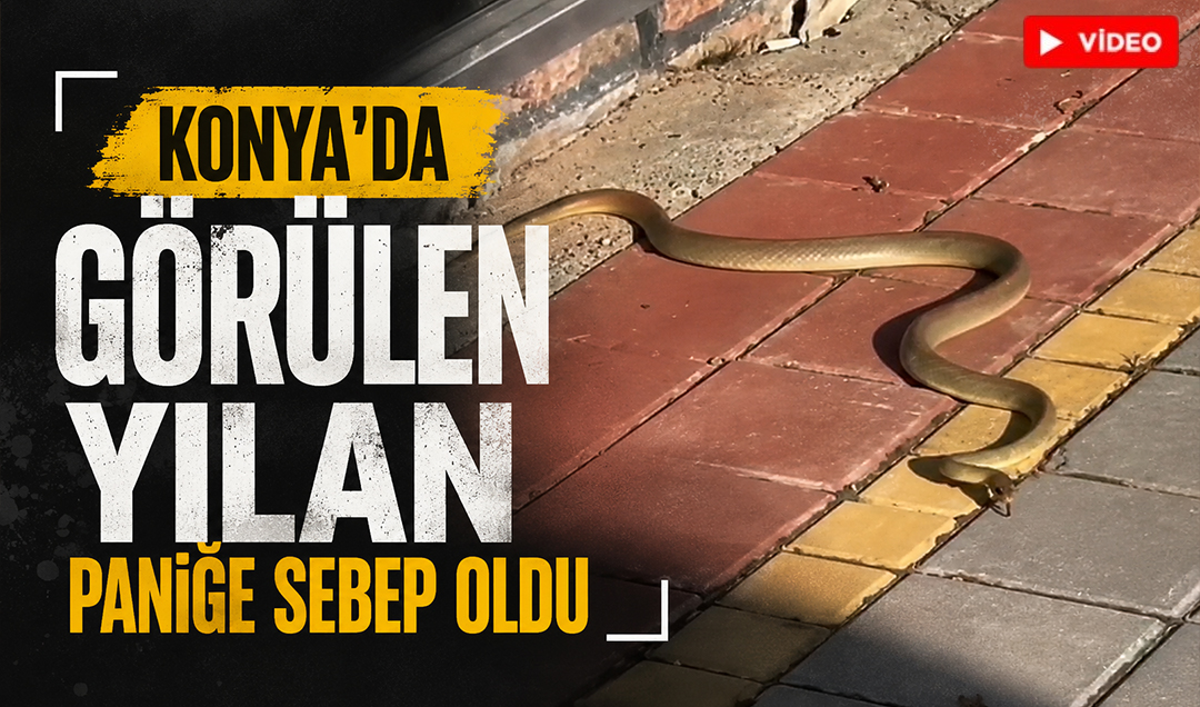 Konya’da görülen yılan paniğe sebep oldu