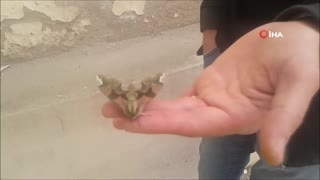 Komando kamuflajlı kelebek görenleri şaşırttı 