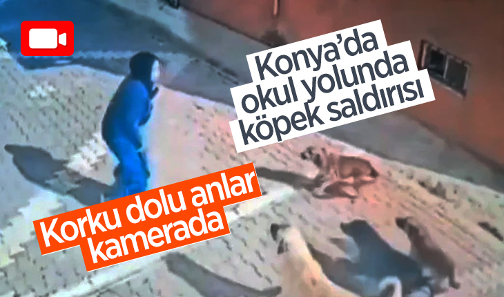 Konya’da okul yolunda köpek saldırısı! Korku dolu anlar kamerada 