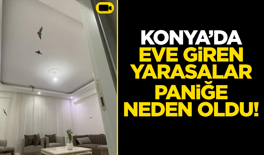 Konya’da eve giren yarasalar paniğe neden oldu: O anlar kamerada