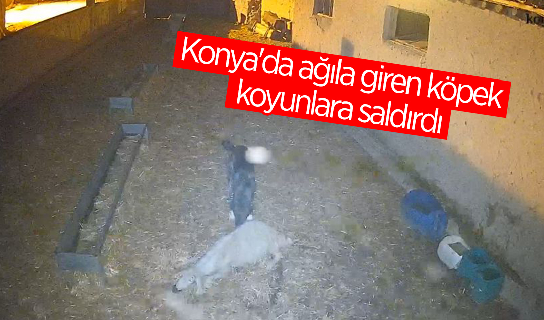 Konya’da ağıla giren köpek koyunlara saldırdı 