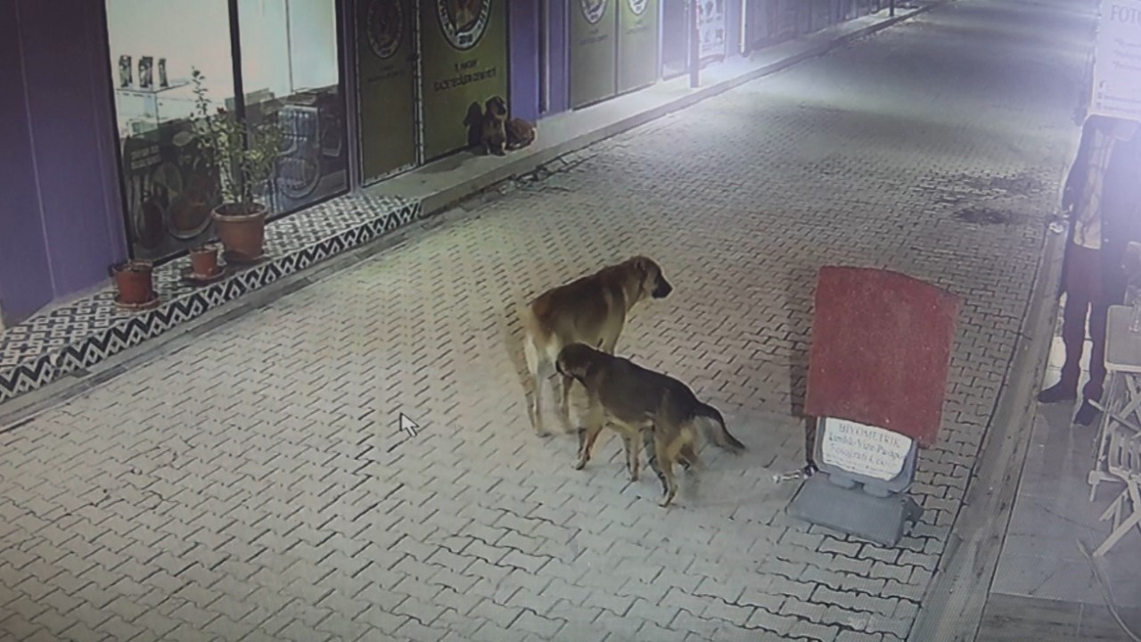 Akılalmaz olay! İş yerinin kapısını açıp kedileri köpeklere parçalattı