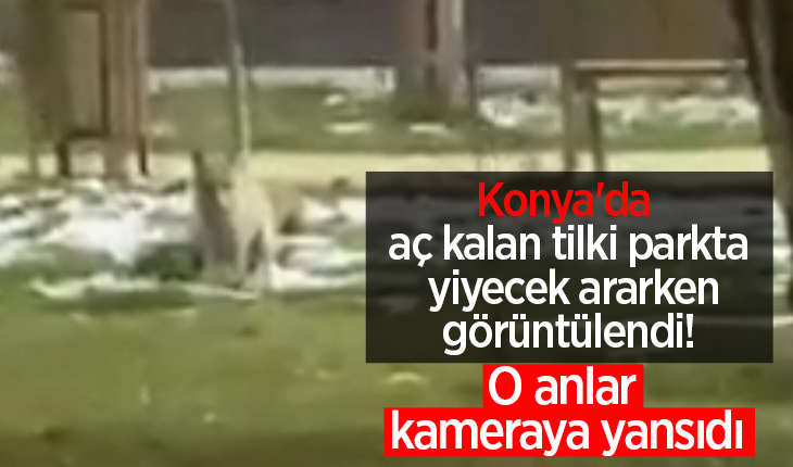 Konya’da aç kalan tilki parkta yiyecek ararken görüntülendi! O anlar kameraya yansıdı