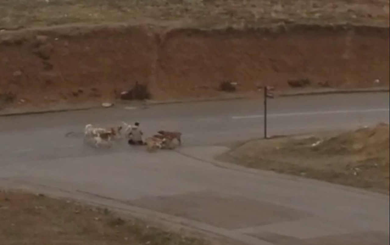 Başıboş köpekler dehşet saçtı! Çaresiz adamı defalarca ısırdılar: O anlar kameraya böyle yansıdı