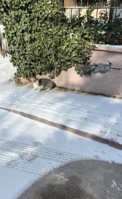 Konya’da dron ile karşılaşan kedi gülümsetti