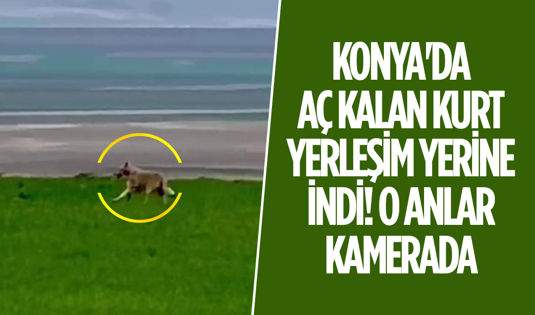 Konya’da aç kalan kurt yerleşim yerine indi! O anlar kamerada