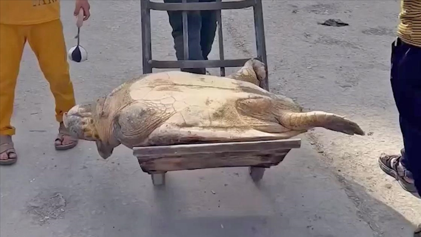 İsrail’in halkı zorla aç bıraktığı Gazze’de insanlar hayatta kalabilmek için deniz kaplumbağası yiyor