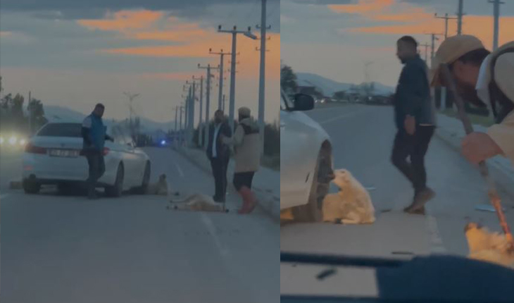 Konya’da otomobil kuzu sürüsüne daldı: 20’ye yakın hayvan telef oldu