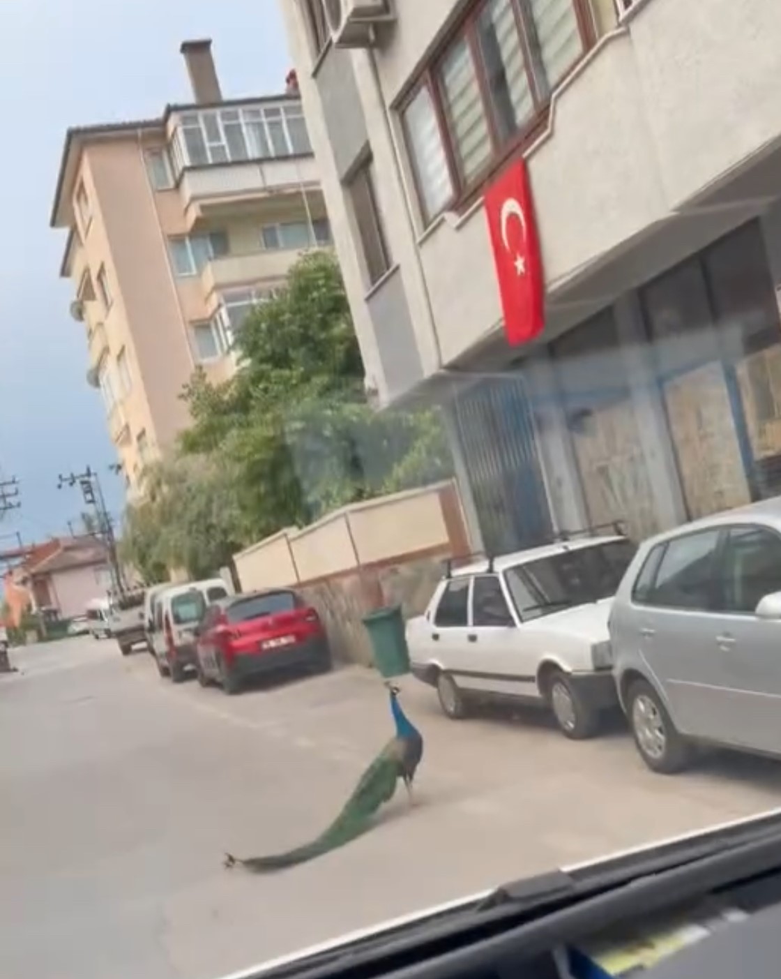 Sokak ortasında gezen tavus kuşu sürücülere ilginç anlar yaşattı