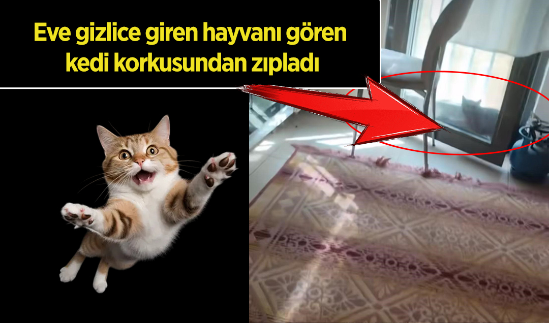 Sessiz sessiz mutfağın kapısına yaklaştı! Eve gizlice giren hayvanı gören kedi korkusundan zıpladı