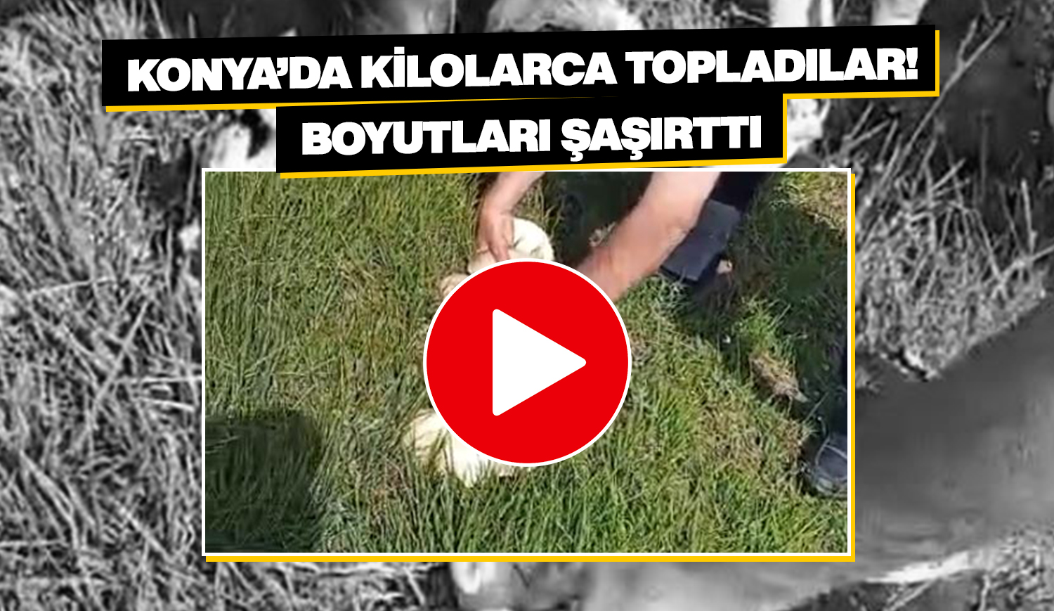 Konya’da gezintiye çıkan 3 kişi kilolarca topladı! Boyutları şaşırttı