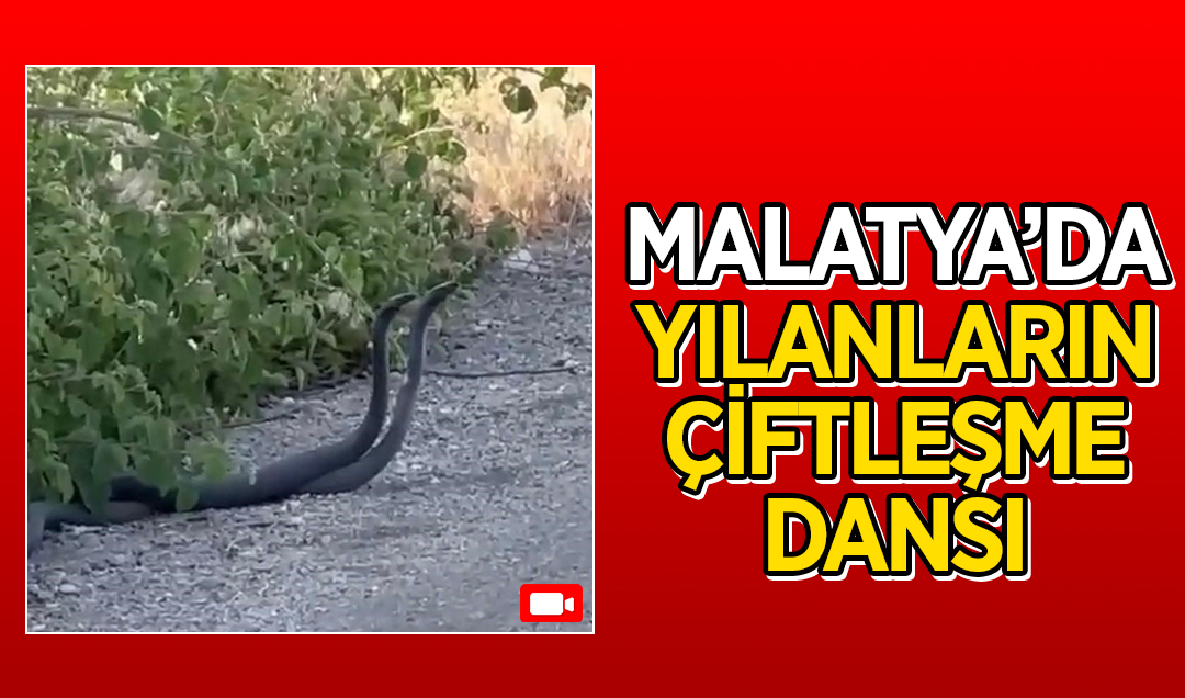 Malatya’da yılanların çiftleşme dansı kameraya yansıdı