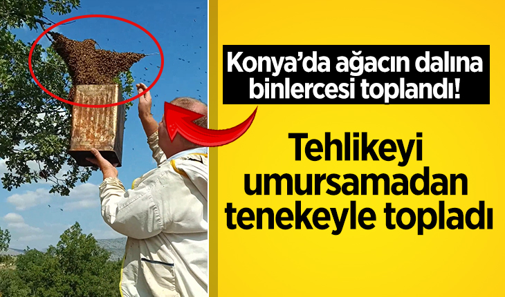 Konya’da ağacın dalına binlercesi toplandı! Tehlikeyi umursamadan tenekeyle topladı