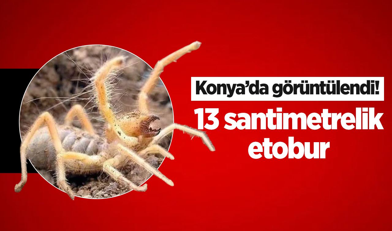 Konya’da görüntülendi! Gece ortaya çıkıyor, zıplıyor, et yiyor ve zehirli! 