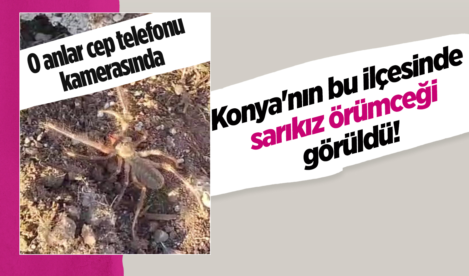Konya’nın bu ilçesinde sarıkız örümceği görüldü! O anlar cep telefonu kamerasında