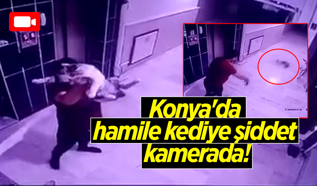 Konya’da hamile kediye şiddet kamerada!