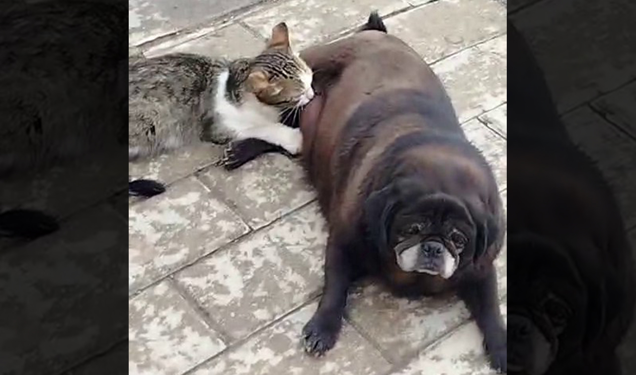 Görenler inanamadı, köpek kediyi sokak ortasında emzirdi