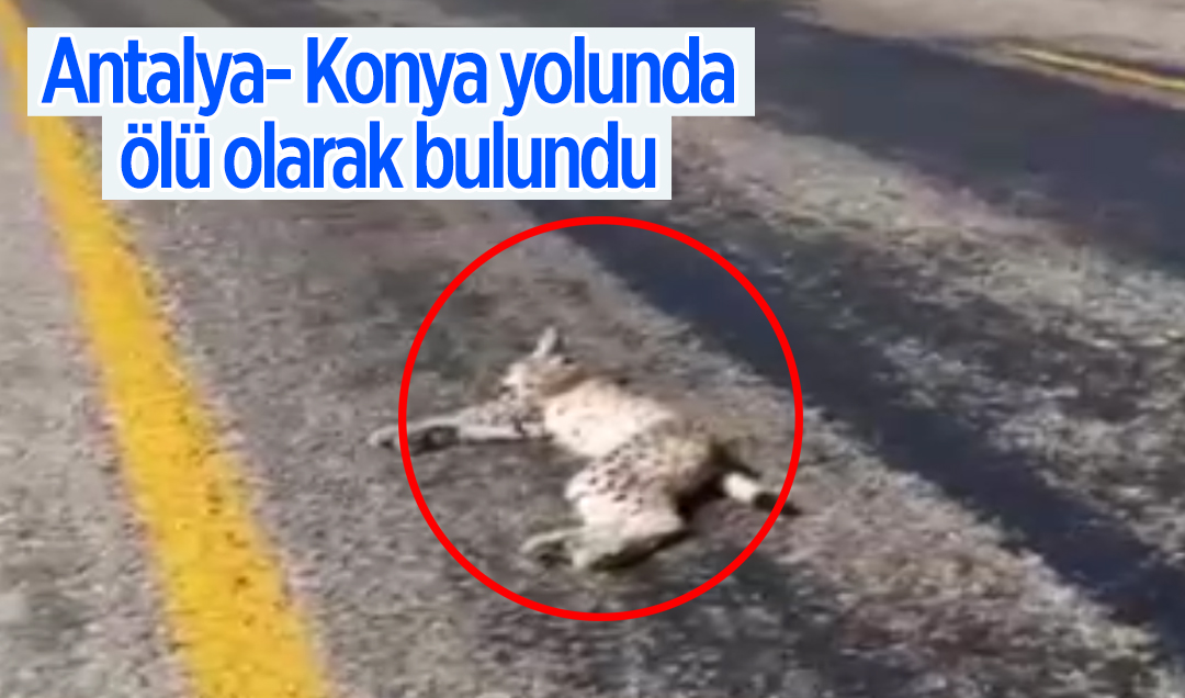 Antalya- Konya yolunda ölü olarak bulundu