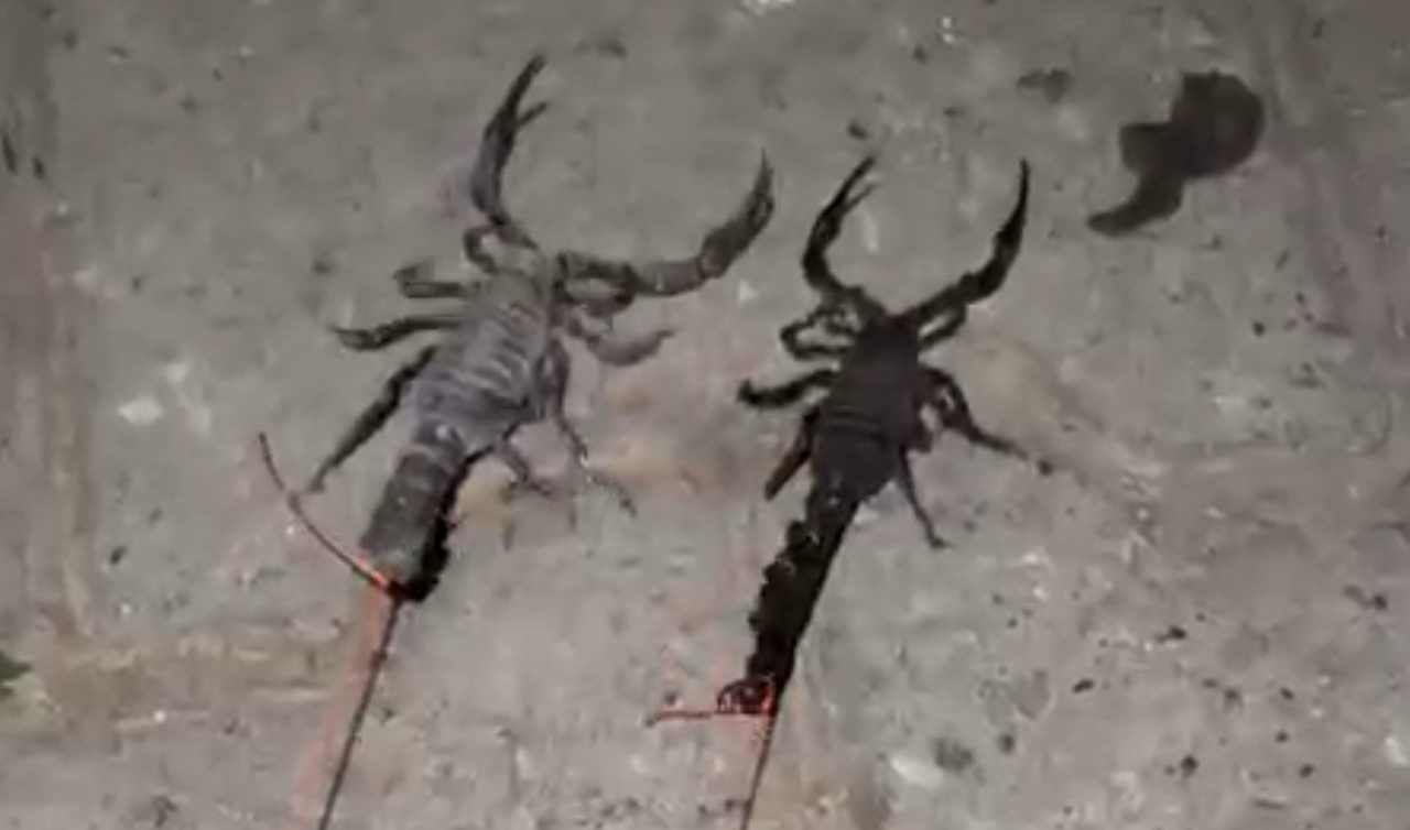 Bir köyü akrepler bastı! Köylüler tedirgin