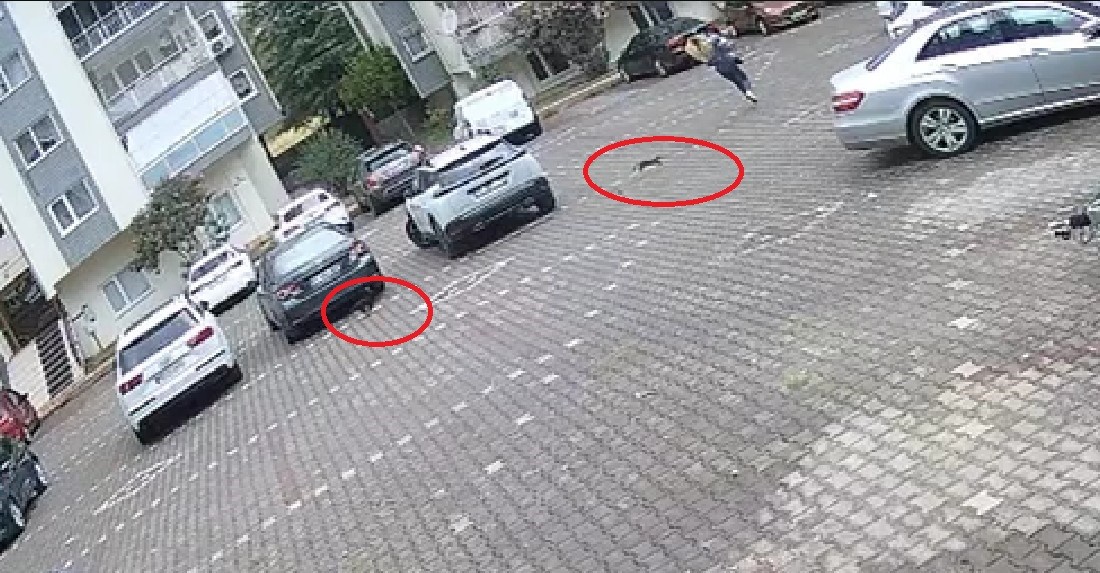 Yavru kediler, önlerine kattıkları kadını evine kadar böyle kovaladı