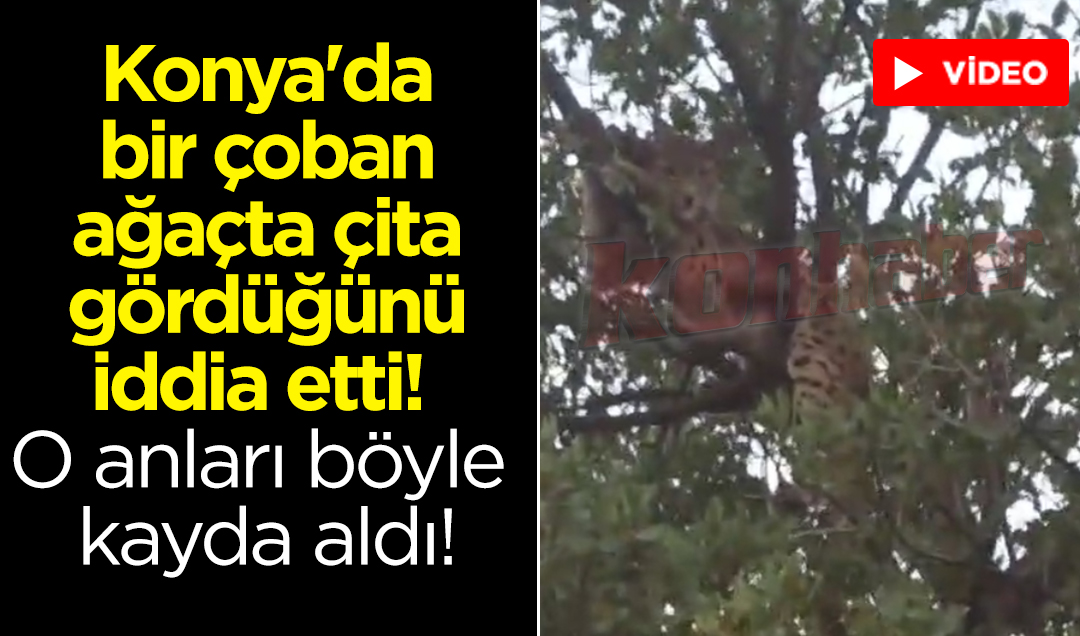 Konya’da bir çoban ağaçta çita gördüğünü iddia etti! O anları böyle kayda aldı!