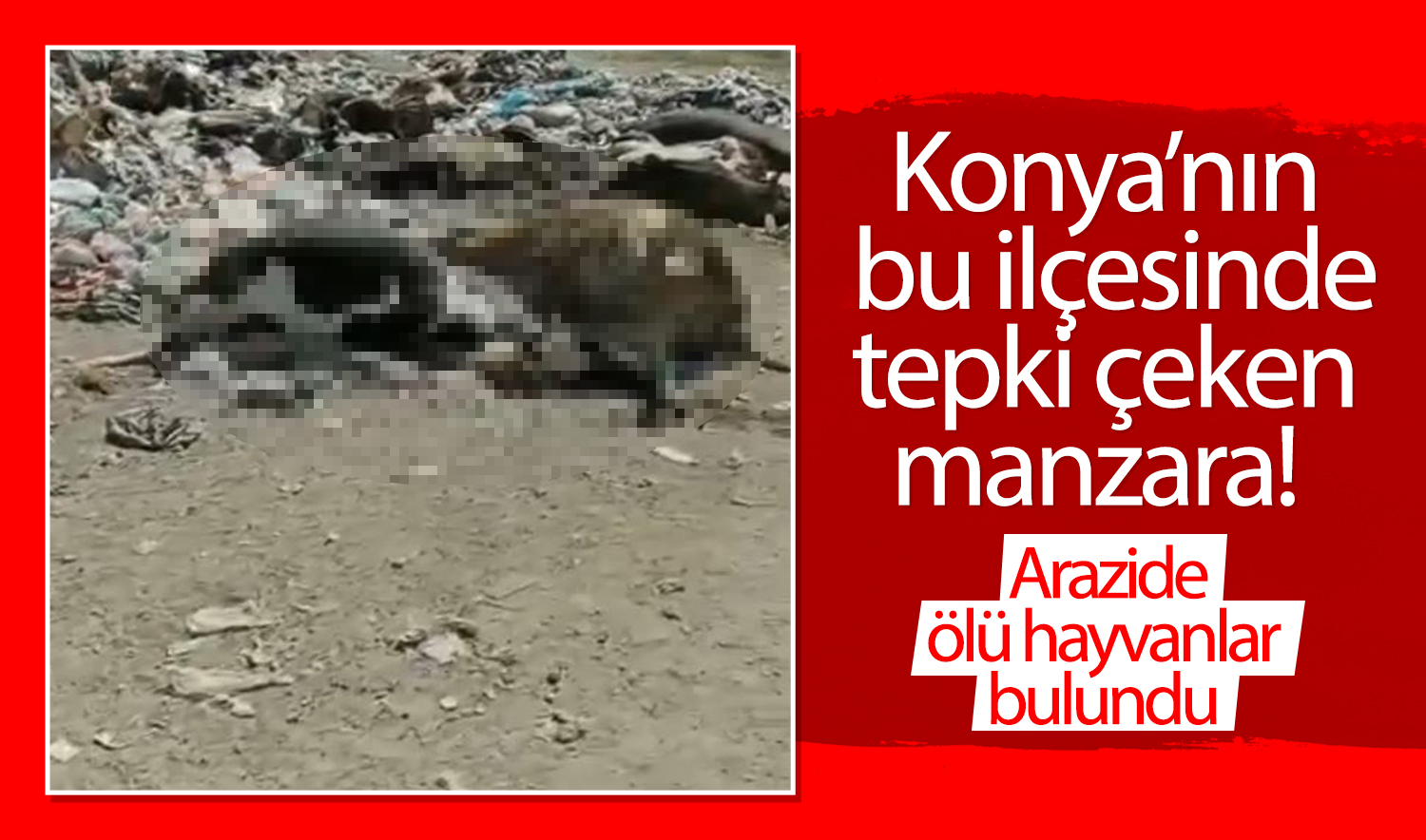 Konya’nın bu ilçesinde tepki çeken manzara! Arazide ölü hayvanlar bulundu 