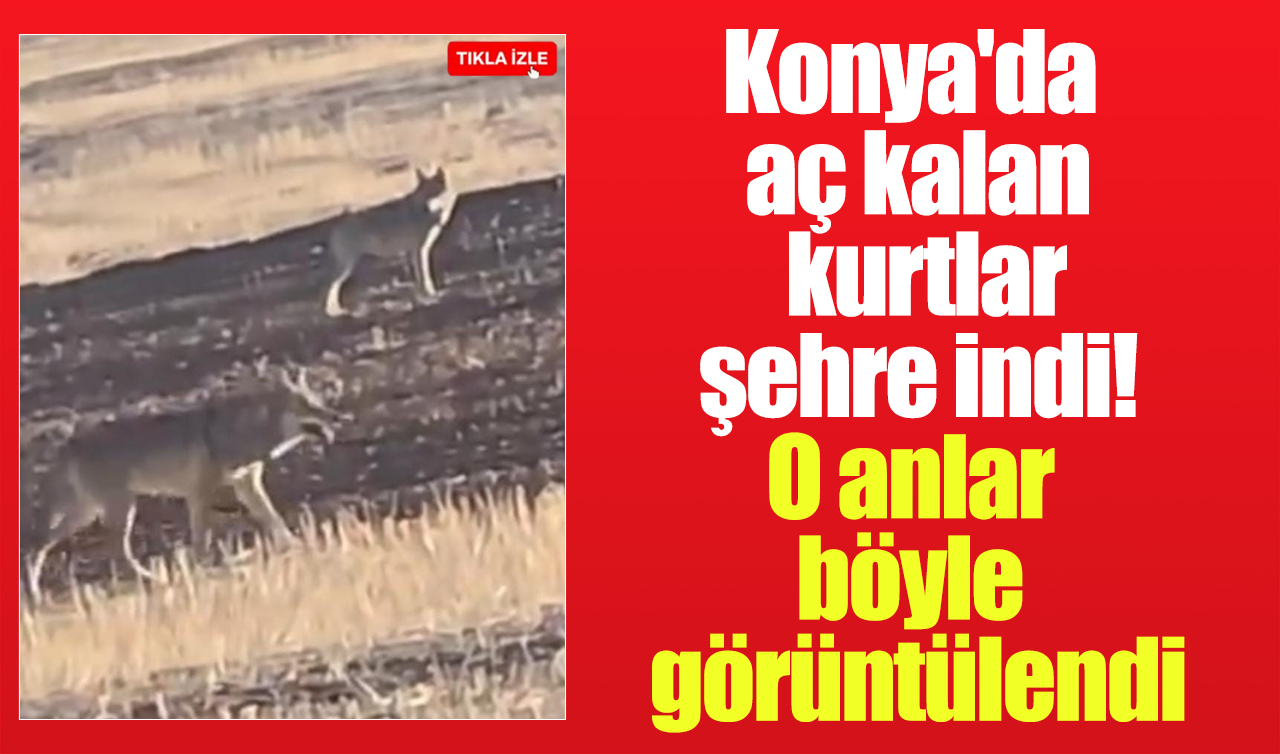 Konya’da aç kurtlar şehre indi! O anlar böyle görüntülendi