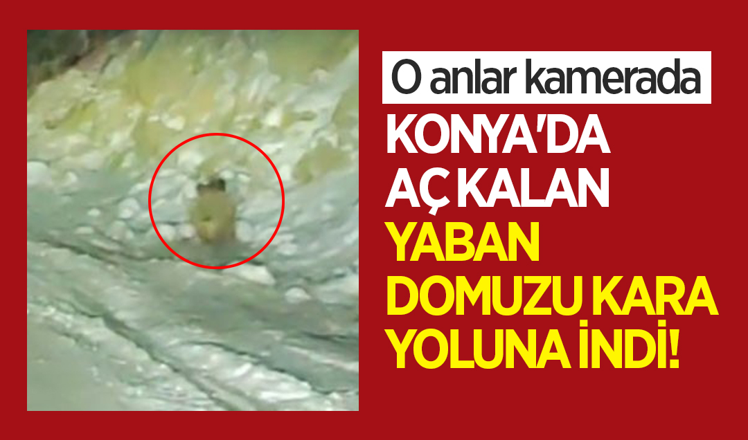 Konya’da aç kalan yaban domuzu kara yoluna indi! O anlar kamerada