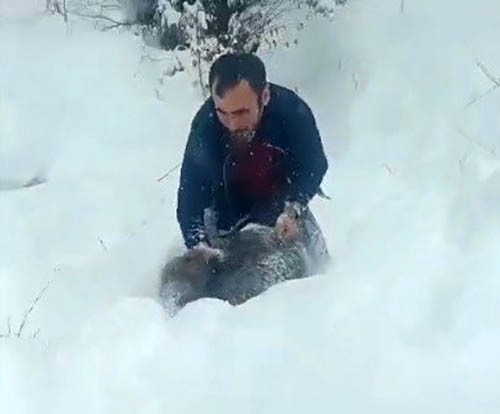 Karlı yolda domuzu elleriyle yakalayan adam konuştu: Kimseye tavsiye etmem
