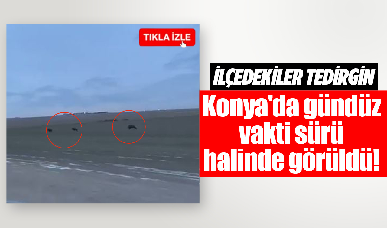 Konya’da gündüz vakti sürü halinde görüldü! İlçedekiler tedirgin