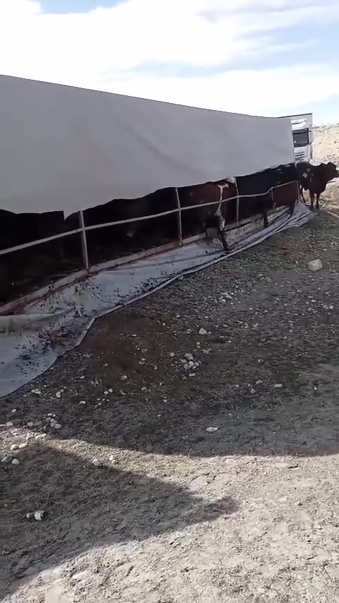 Konya’da büyükbaş hayvan yüklü tır devrildi! Görenin içi acıdı 