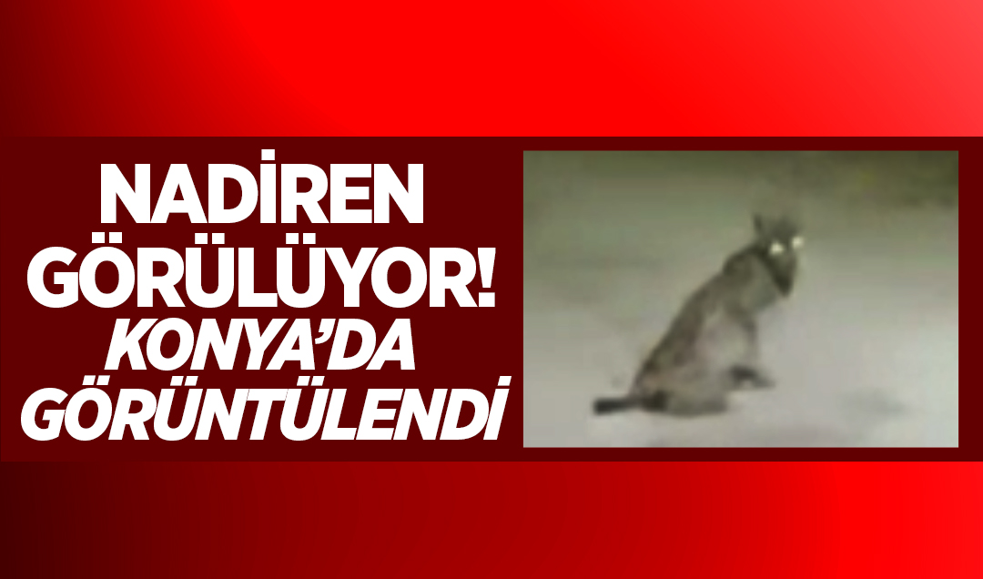 Nadiren görülüyor! Konya’da görüntülendi