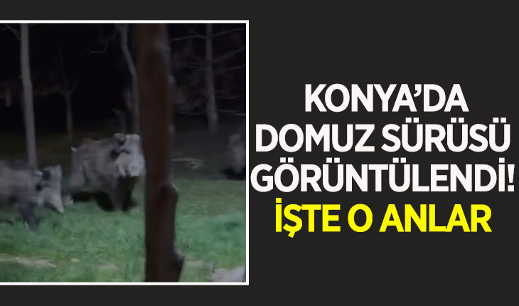 Konya’da domuz sürüsü görüntülendi! İşte o anlar