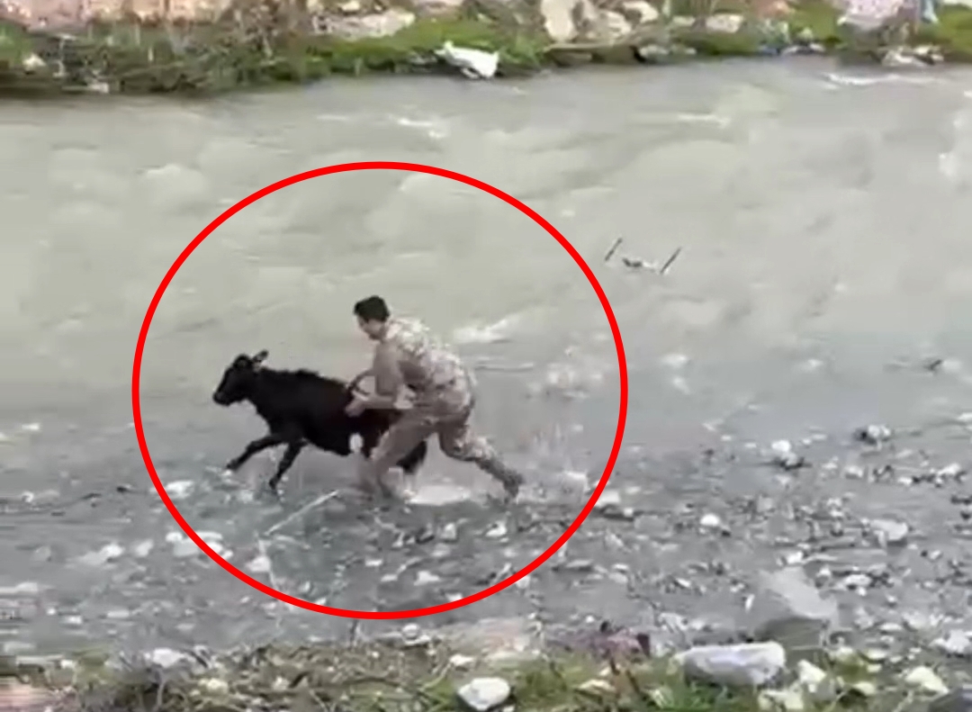 Sahibinden kaçan buzağıyı polis yakaladı! O anlar kamerada